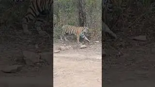 Kanakati Tigress Female Cubs of Arrowhead Now shefted to Mukndra Hills #ranthambore