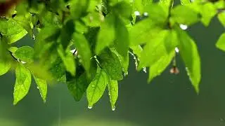 Relaxing 5 Minute Forest Rain Sounds | RelaxStation