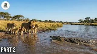 Lions vs Crocodiles: Kings Meet River Monsters | Full Wildlife Documentary