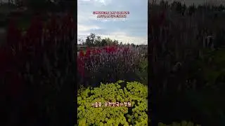Suncheon Bay National Garden Fall #FallTravel #FallFestival #SuncheonBayNationalGarden #SuncheonT...