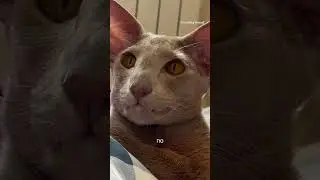 тгк: kitty mood #ориентальныйкот #ориенталы #ориентальныекотята