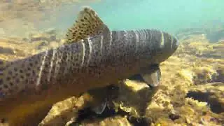 AMAZING WINTER CANYON (Fly Fishing)