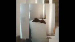 @pet friendly hotel .... Happy weekend everyone
