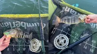 Float Tube Fly Fishing for Spotted Bay Bass!