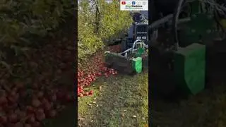 Industrial Apple 🍎 Harvester Easy Picker At Work || Harvesting Season 2025 in Poland || #shorts
