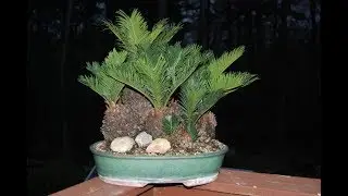 Cycas revoluta Tropical Bonsai
