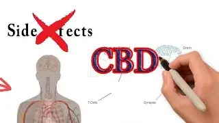 Everything You Need To Know About CBD -- Cbd Hemp Effects.