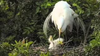 Great Egret Chicks eating fish