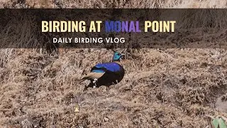 Birding in Chopta, Monal point | 4K UHD | Kedarnath Wildlife Sanctuary. Himalaya Birding Tours.
