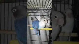 Birds 💙 best natural breeding formula | Best breeding formula🤔 for lovebirds #shortsfeed #shorts 😜