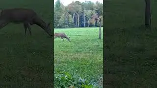 New scent on scrape has this doe skittish #2024 #wildlife #new #deer #scrape #fall #september