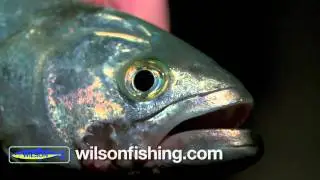 Beach fishing for Tailor and Dart