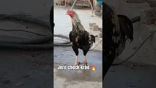 #chicken #funny #dance #pets #love #aseelmurga #aseelhen #bird #birds #aseelhenslover