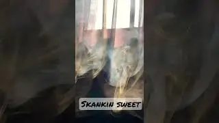 Best Attitude Smoke visual WhatsApp status video || #vape #weed #smokerings #smoke #cinematic #