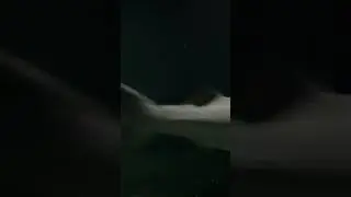 1 Shark