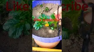 Aaloo ko bhul mat jana | Aaloo plant care. #bagwanitips #vimalbagwani #homeplant