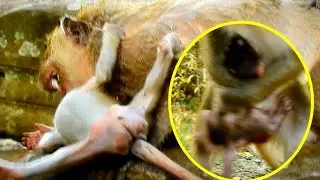 What Baby monkey Jilla makes a surprising style, Kari Still holding and Dragging Delena away