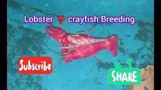 lobster 🦞 crayfish breeding farm... #fishtank  #fish  #lobster  #crayfish #fishbreeding