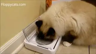 SureFeed Sealed Pet Bowl Product Review: Keep Wet Food Moist Longer - Floppycats