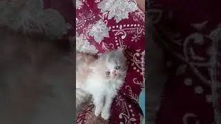 Tiny kittens open eyes to new world. #shorts #ytshorts #youtube | Fact Dropper
