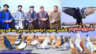 تداوی کفتر کله گنسک | 60 کفتر خود را با موتر 350،000 هزار افغانی تبدیل نه کردم | شوقی قدیم ده یحیی 