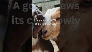 patience #wisdom #facts #fortheloveofgoats#bethebest #animals #cute#hobbyfarms#kids