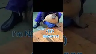 Fat YO CHAN#memes #seals #reels #fyp #fypage