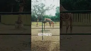Jungle View! #viral #shorts #trending #reels #jungle #youtubeshorts #wild #animals #nature #relaxing