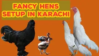 Fancy hens in karachi | Fancy hens setup in karachi | fancy hens and chicks