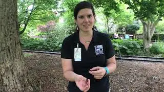 Brood X Cicadas for 4th Graders - Cincinnati Zoo