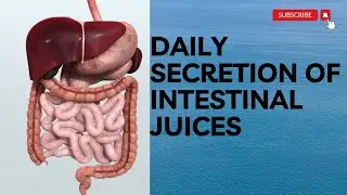 Daily Secretion of Intestinal Juices