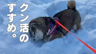散歩の時犬はこれを楽しみにしている？