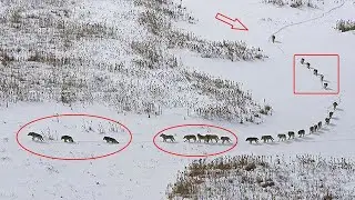 HOW A PACK OF WOLVES WORKS | Hierarchy of the wolf pack