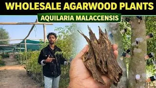 Which Agarwood Variety is Best? | Big Stem Aquilaria malaccensis Explained #agarwood #farming 