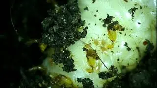 Phoretic mites - Acariens Phor&eacute;tiques