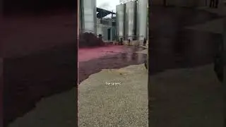 The Great Portuguese Wine Flood of 2014!