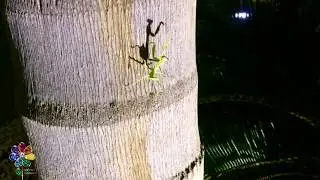 Богомол на Кипре. Mantis in Cyprus. Живая природа. Случайная встреча.