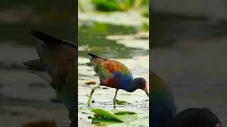 Jacana Bird 🐦 | Walking on Water & Nesting #shorts #vairalvideo #jakanaka