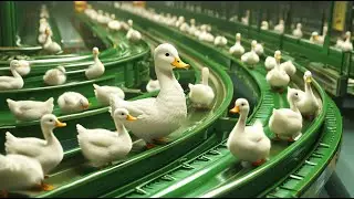 How Farmers Raise Goose for Meat and Foie Gras Production  Processing Factory - Smart Harvest