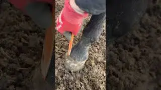 Ask the farriers! HoofWand available at www.rancherspreferred.com #farrierlife #horse #farrier
