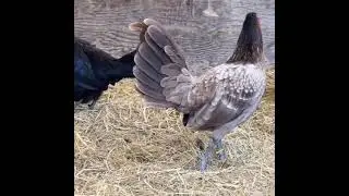 Bumble Foot Futurr Broodcock And Hanny Hatch Lacy Albany | SARAIRAMIREZ GAMEFARM