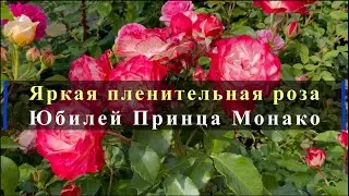 Яркая пленительная роза Юбилей Принца Монако. Питомник растений Е. Иващенко