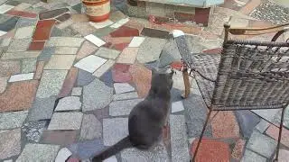 The most adorable funny cats ever#AdorableCats #FunnyMoments #HappyFelines #CatEnergy #PetHumor