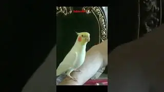 talking and singing playful tiko, cockatiel voice, cute and funny cockatiel, talking parrot