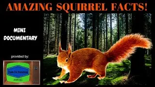 Squirrel Facts Mini Documentary HD
