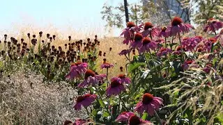 De beste plant op de beste plek | #GemeenteRotterdam