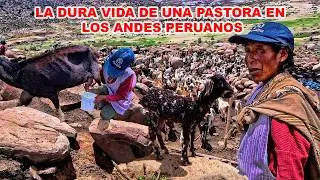 La DIF&Iacute;CIL vida de DO&Ntilde;A YOLANDA en las ALTURAS de los ANDES PERUANOS, pastando sus CABRAS.