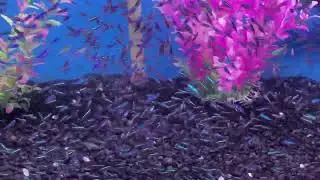 Cardinal Tetras @ LFS