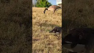 Friendly Geese #geese #birds #nature