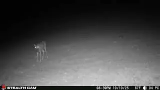 10 10 2025 Nighttime Homestead Visitors on Trail Cam  Deer, Cats & More Under the Stars